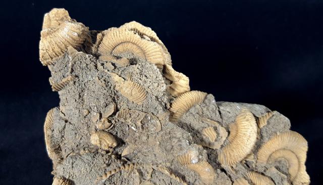 Dactylioceras athleticum (SIMPSON 1855) - Bild &copy; FossNet FossilienStore